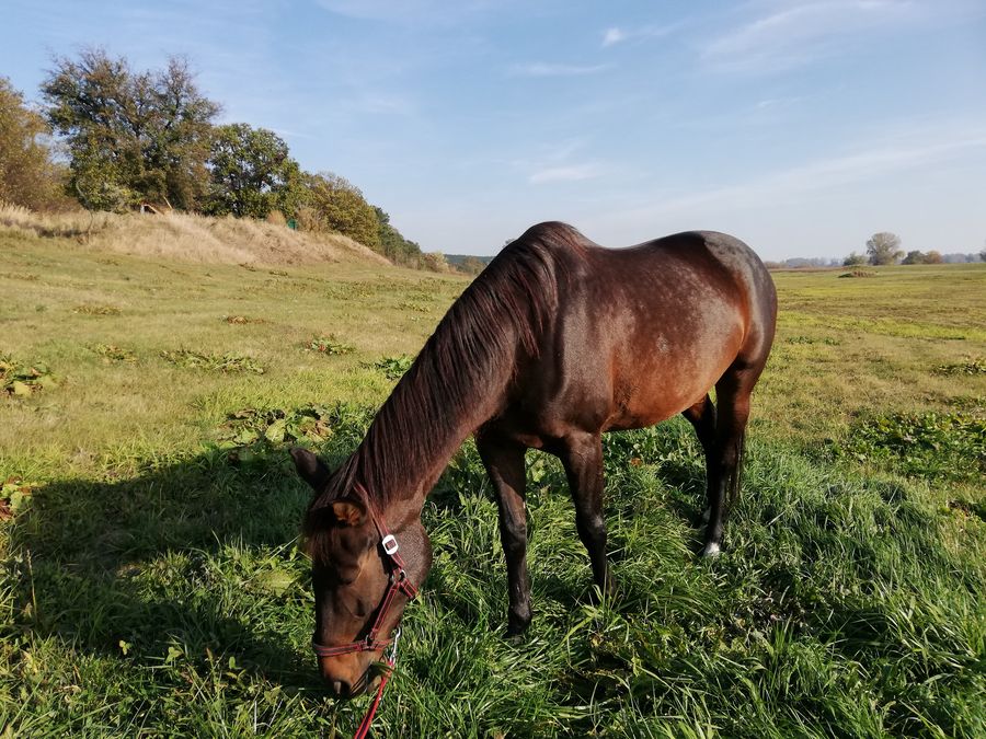Alize Alize